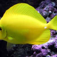 Pez amarillo