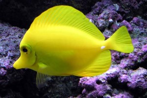 peces-en-el-acuario